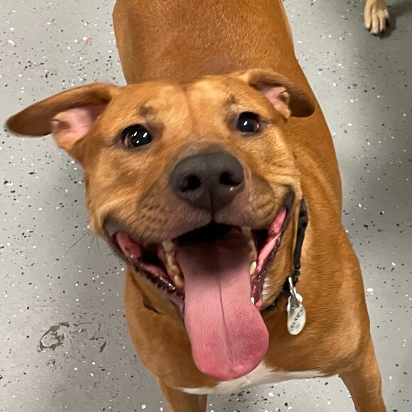 Nautica - 100% Cotton Mens Creme Shorts - Washed but not worn - Picture 1 of 2